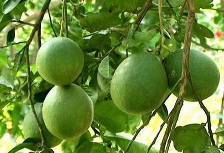 Bảo hộ chỉ dẫn địa lý cho bưởi “Khả Lĩnh” 