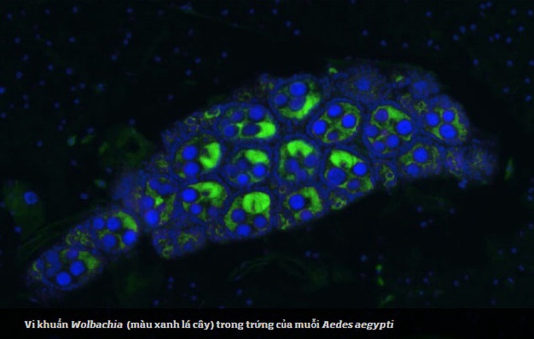Mở rộng ứng dụng muỗi Wolbachia để phòng sốt xuất huyết