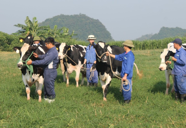 Đại gia súc: Chiến lược mới trong chăn nuôi