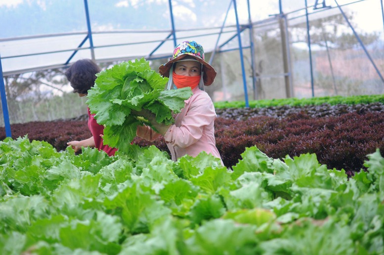 Lan tỏa mô hình sản xuất nông sản sạch