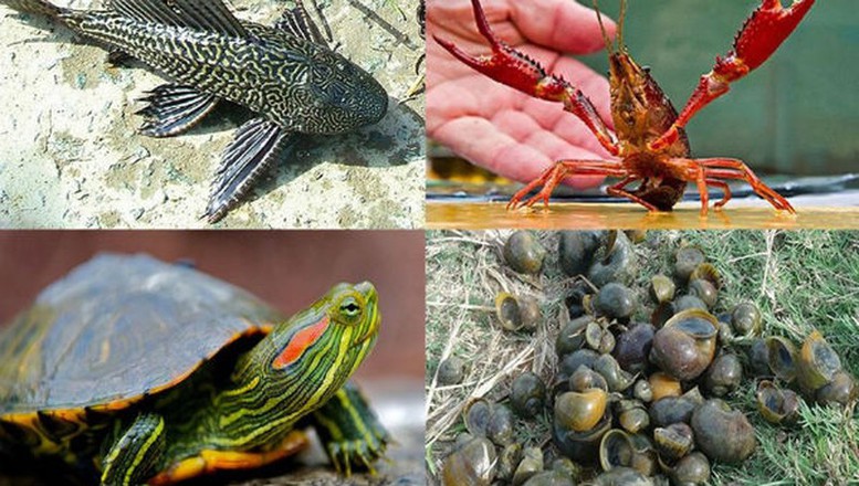 Tăng cường quản lý, kiểm soát loài ngoại lai xâm hại