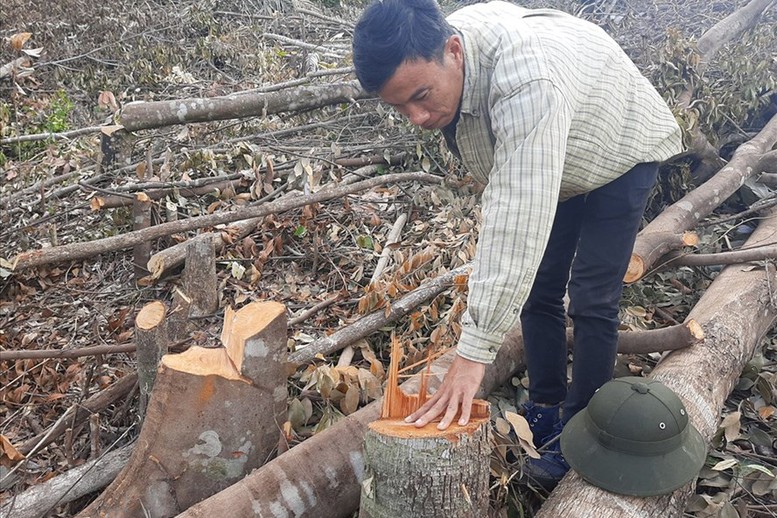 Kiểm tra phản ánh tình trạng phá rừng tại Cam Lâm, Khánh Hòa