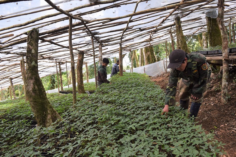 Kon Tum kêu gọi đầu tư 31 dự án phát triển dược liệu với quy mô 14.000 ha 