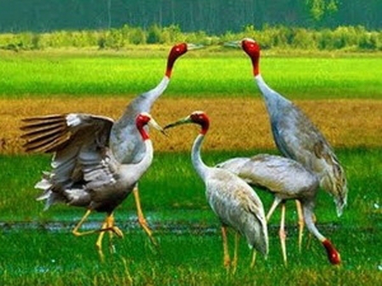 Sếu đầu đỏ về lại đồng cỏ Phú Mỹ, Kiên Giang