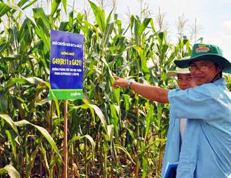 Lấy ý kiến công chúng đánh giá rủi ro về sinh vật biến đổi gen