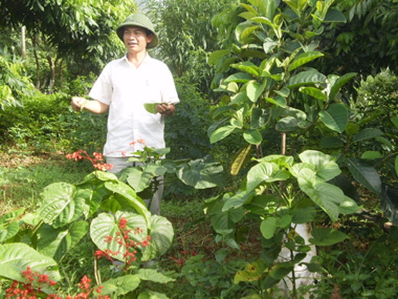Rau rừng thành đặc sản