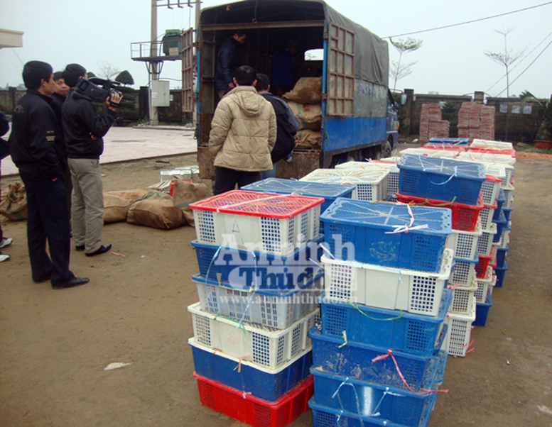 Trả lời về việc xử phạt hành vi nuôi nhốt động vật rừng quý hiếm