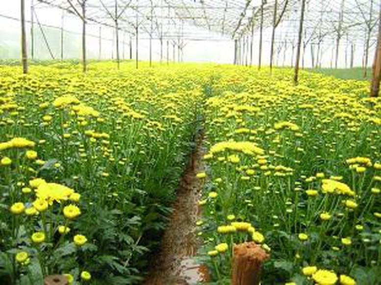 Bắc Giang triển khai mô hình sản xuất hoa giống, hoa thương phẩm