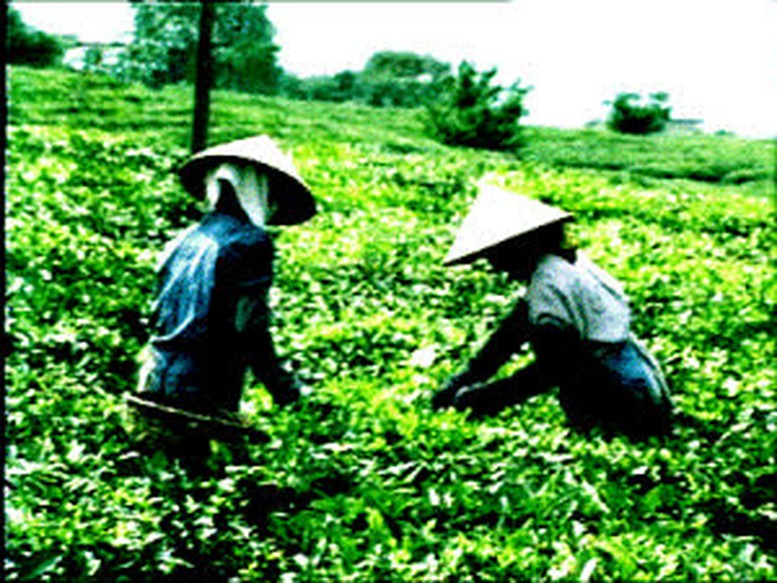 Sàn giao dịch-cơ hội xuất khẩu chè Việt Nam