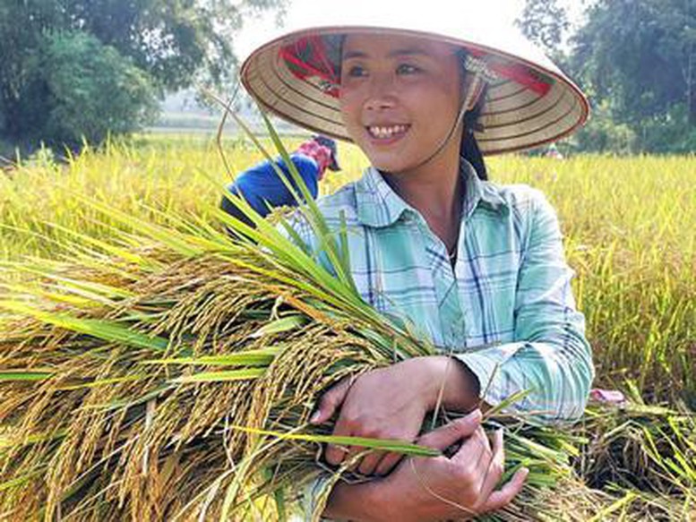 Lãi to nhờ làm lúa chất lượng cao