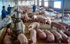 Giá thịt lợn hơi nội địa ổn định sau Tết