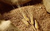 Lúa mì chỉnh gene giúp chịu hạn phát triển tại nhiều quốc gia trên thế giới