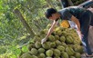 Lối mở cho phát triển bền vững ngành sầu riêng