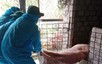 Nhiều địa phương tại Quảng Ngãi ghi nhận các ổ dịch tả lợn châu Phi