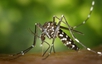 Bộ Y tế thông tin về bệnh gây đau, viêm khớp do lây từ muỗi Aedes