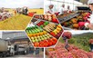 Đơn giản hóa thủ tục hành chính về nông nghiệp và môi trường