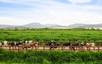 Vinamilk và bài học biến chi phí xanh thành sức mạnh thương hiệu