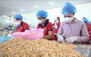 Khơi 'dòng chảy' nguyên liệu và chuỗi giá trị để tạo bứt phá cho ngành điều