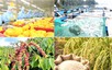 Giảm phát thải: 'Giấy thông hành' cho nông sản xuất khẩu