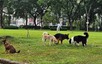 Làm rõ quy định về rọ mõm và xích giữ chó khi ra nơi công cộng