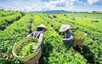 Viet Nam pockets US$21 million from tea exports in January