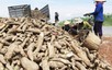 Cassava sector targets US$2 billion export turnover by 2030