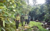 Viet Nam classified as a “low-risk” country under EU deforestation law