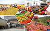 Viet Nam safeguards agricultural production, export amid global trade uncertainties