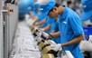 From 2027, Vietnamese guest workers to be managed through identification codes