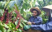 2022年9月上半月越南出口3.8万吨咖啡