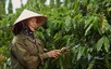 2023年前9个月越南农林水产品出口金额385亿美元