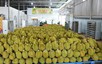 2026年前5个月越南农林水产品出口300多亿美元