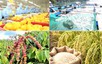 2026年6月，越南农林水产品出口金额同比增长10%