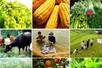 Vi phạm hành chính về trồng trọt bị phạt tới 100 triệu đồng