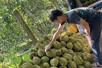 Lối mở cho phát triển bền vững ngành sầu riêng