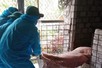 Nhiều địa phương tại Quảng Ngãi ghi nhận các ổ dịch tả lợn châu Phi