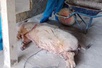 Các địa phương miền Trung khẩn trương kiểm soát, ngăn chặn dịch tả lợn châu Phi