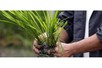 Dùng thuốc bảo vệ thực vật đúng quy tắc giúp nông nghiệp bền vững