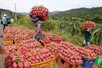 Thủ tướng chỉ đạo gỡ vướng cho thanh long, hồ tiêu xuất khẩu
