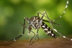 Bộ Y tế thông tin về bệnh gây đau, viêm khớp do lây từ muỗi Aedes