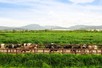 Vinamilk và bài học biến chi phí xanh thành sức mạnh thương hiệu