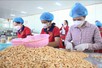 Khơi 'dòng chảy' nguyên liệu và chuỗi giá trị để tạo bứt phá cho ngành điều