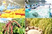 Giảm phát thải: 'Giấy thông hành' cho nông sản xuất khẩu