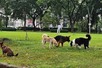 Làm rõ quy định về rọ mõm và xích giữ chó khi ra nơi công cộng