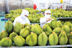 Fruit and vegetable export turnover breaks new record of US$6 billion