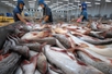 Viet Nam’s exporters do not dump pangasius into U.S. market: DOC