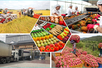Viet Nam safeguards agricultural production, export amid global trade uncertainties