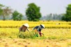 Viet Nam targets to train around 1.5 million rural adults annually through 2030