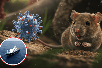 WHO: Hantavirus risk remains low in Viet Nam
