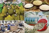 Agro-forestry-aquatic exports surge over 9% in five months